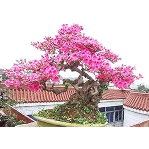 10 Particelle/Lot giapponese Sakura semi Bonsai Fiore Cherry Blossoms Cherry tree seed ornamentale pianta Per la casa Giardino