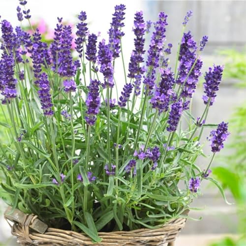 Carbeth Plants - Herb Plants - Grow Your Own Herb Garden - Lavender angustifolia Plant in 14cm Pot - Lavandula English Lavender Bush