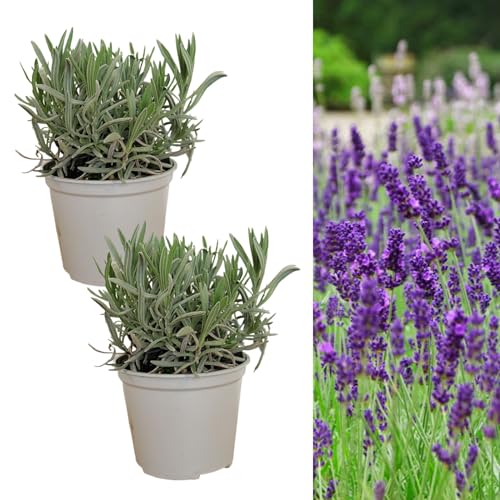 Carbeth Plants English Lavender Herb Plant 2 x Large 14cm Pot – Upright, Bushy Purple Lavender for Indoor & Outdoor Growing – Scented Garden Plant for Pots, Borders & Pollinators