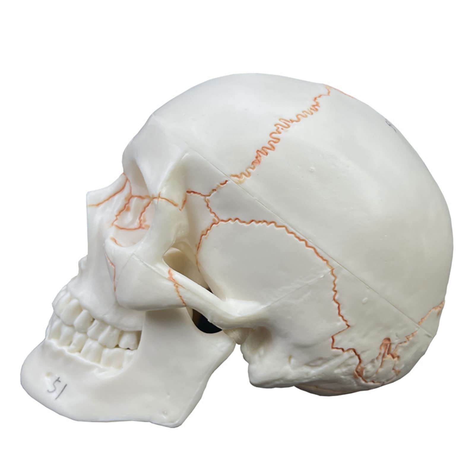 Modello anatomico cranio numerato, 2 parti, misura