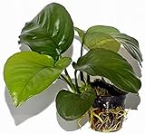 anubias barteri var. nana 'pinto' Eine sehr schöne Variante mit hellgrünen herzförmigen Blättern.
