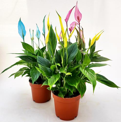 POWERS TO FLOWERS - SPATIFILLO MULTIFLORA COLOR LIFE BLU, ROSA e GIALLO, VASO 12cm DIAMETRO, altezza 30CM, Piante Vere