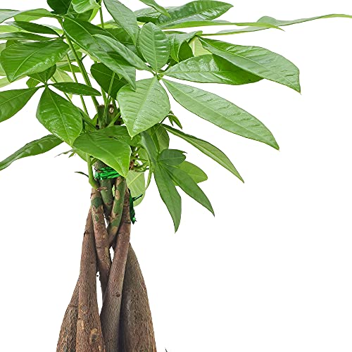 Money Tree Live Indoor Plant In 4.5 In. Cork Pot Ceramic Planter, Tan ***Cannot Ship To Hawaii*** #TOP2