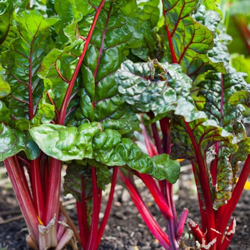 Semillas de Mangold, semillas de invierno de balcón resistentes para el jardín 60pcs