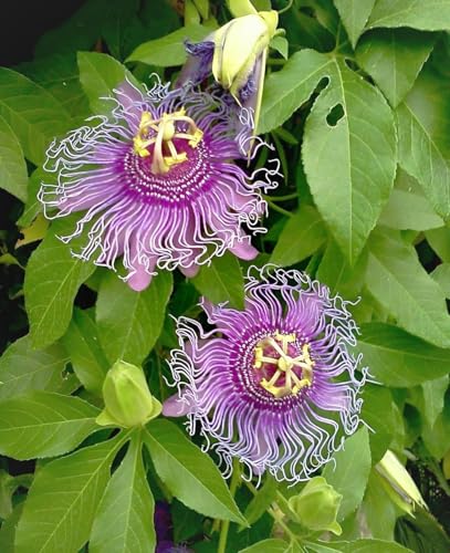 Image of Most Beautiful Fragrange Hybride inch Flower inchTree Plant Pack of 1|| For Home Garden Outdoor Live Flower Tree Plant (Purple Passion)