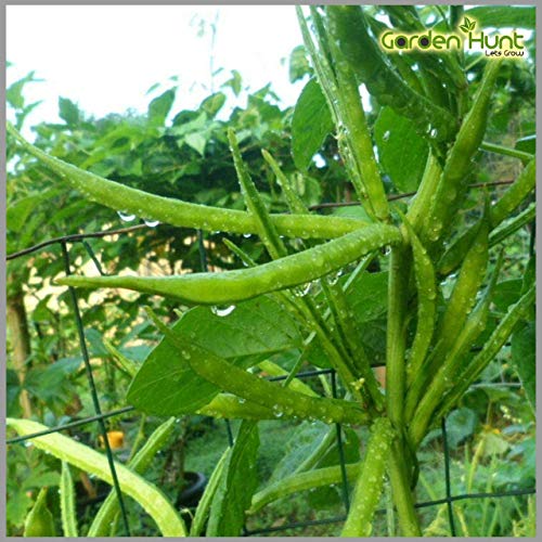 Cluster Beans (Guar/Goru Chikkudu/Kothavara) Seeds (Pack of 50 Seeds)- GardenHunt