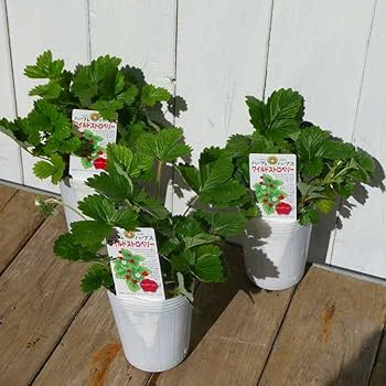 ★【新品】★★ワイルドストロベリー Amazon | ワイルドストロベリー 苗 2.5号 苗 ハーブ苗 グランド