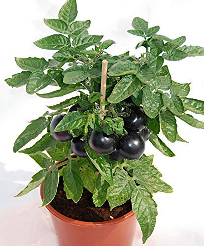 Golden Hills Farm Black Tomato seeds American variety vegetable seeds 100 seeds (B07N7QSKBL) Amazon Price History, Amazon Price Tracker