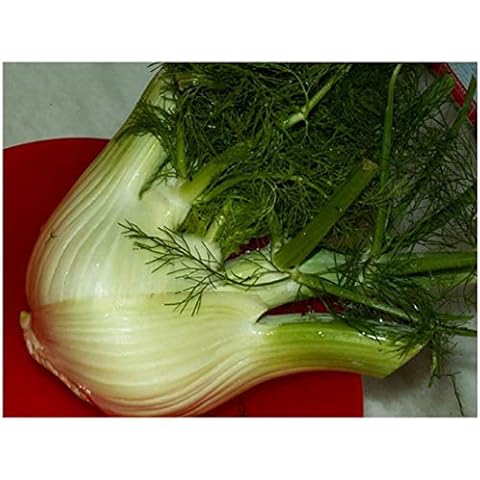 Premier Seeds Direct Fennel Florence Seeds Cover
