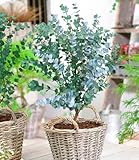 BALDUR Garten 1x Winterharter Eukalyptus Azura&reg; im XXL-Topf, Pflanze im 15 cm-Topf, Eucalyptus gunnii, Azura, winterhart bis -20 &deg;C, mehrj&auml;hrig, intensiv duftend, vertreibt Fliegen