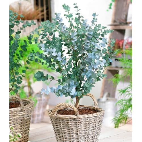 BALDUR Garten 1x Winterharter Eukalyptus Azura® im XXL-Topf, Pflanze im 15 cm-Topf, Eucalyptus gunnii, Azura, winterhart bis -20 °C, mehrjährig, intensiv duftend, vertreibt Fliegen