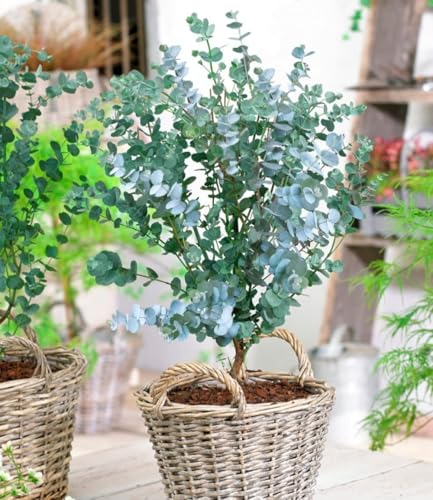 BALDUR Garten 1x Winterharter Eukalyptus Azura im XXL-Topf Pflanze im 15 cm-Topf Eucalyptus gunnii Azura winterhart bis -20 C mehrjährig intensiv duftend vertreibt Fliegen
