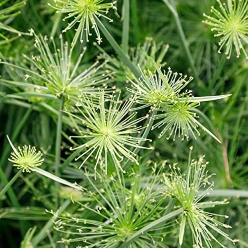 Dwarf Papyrus, a Great Live Pond Plant for Your Water Garden. Filters koi and Goldfish Ponds. Good for Bogs, Plant Shelf or Shallow Water This marginal Aquatic is a Real Beauty