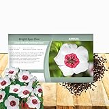 Outsidepride Bright Eyes White Flax Seeds - 1000 Pcs Annual Flower Seeds for Planting, Self-Seeding, Drought-Tolerant w/Compact Growth, for Small Gardens, Meadows, Borders, or Mass Plantings