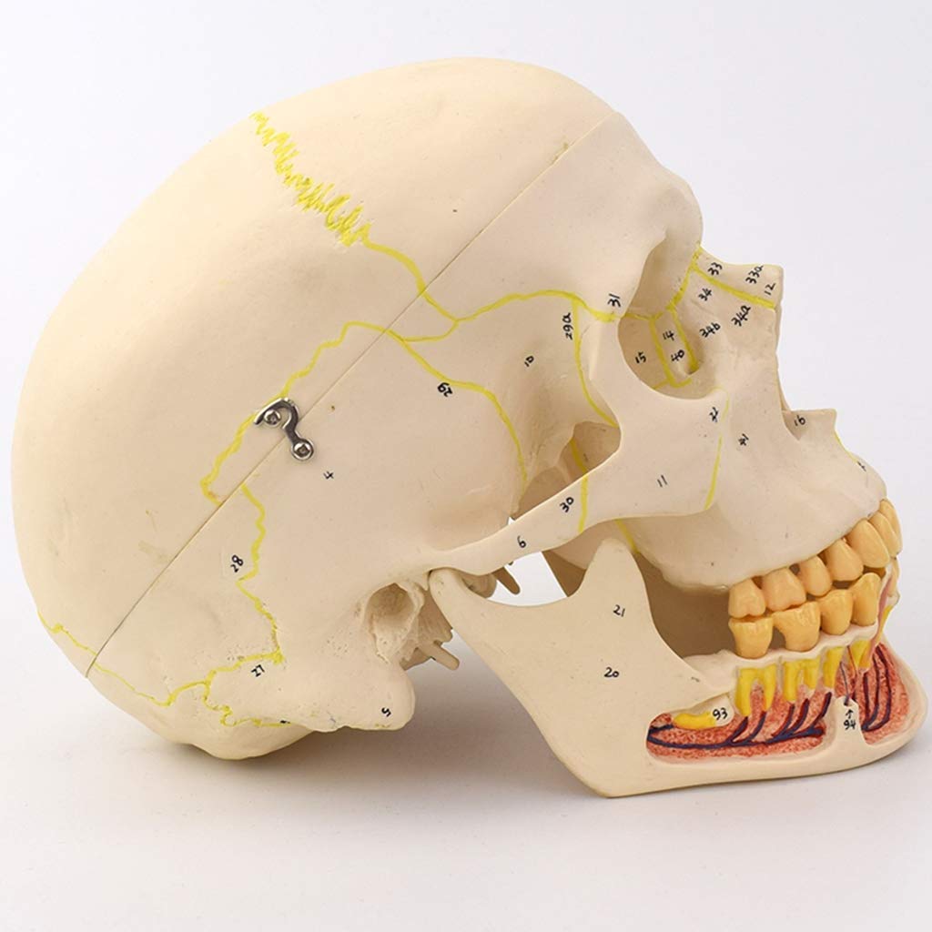 Amazon.co.jp: プロの大人の頭蓋骨の解剖学的モデルシミュレーション