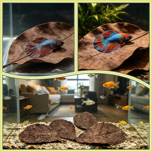 Image of LeonBach 50 Pcs Large Catappa for Fish,5-8 Inch, 125g Indian Almond Leaves Creates Native Environment, Catappa Leaves Beta Fish Leaf for Aquarium Shrimp Tank Decorations Water Conditioner