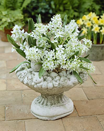 I[j\K IStB  100 oTG AςȂŖN炭 ͂Ȃ݂ǂ