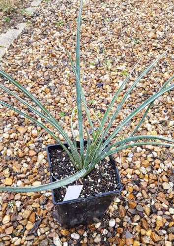 Yucca filifera/Yucca filifère/Conteneur de 3 à 4 litres