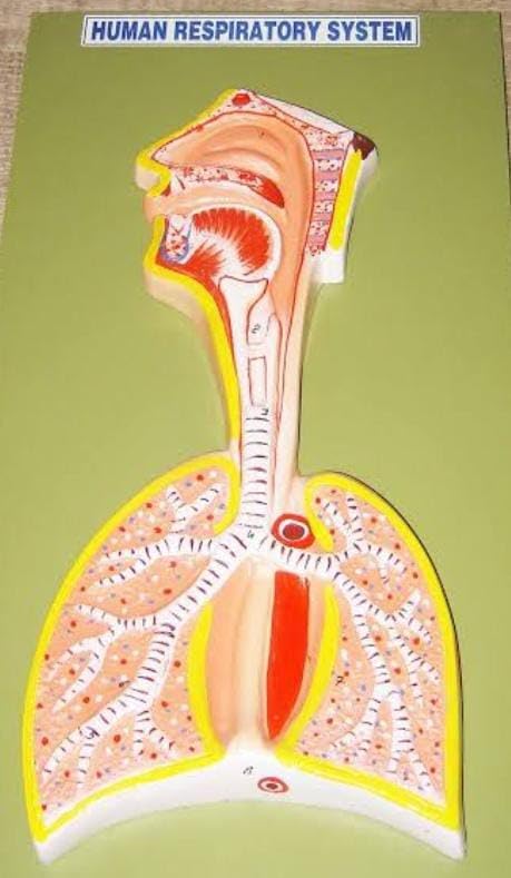 See full amazon price history chart for Human Respiratory System 3-D Model For school. Human Respiratory System 3-D Model For school. (B0CYXBW5M8) Amazon Price History, Amazon Price Tracker