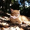 Collare GPS Cat Tracker, Collare GPS per gatto e cane, senza abbonamento e SIM, compatibile con iOS/Android/HarmonyOS, IPX5 resistente agli spruzzi (Android, rosa)