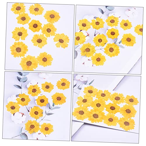 Flores de Margarita Presionadas para Manualidades 96 Piezas miniatura 7