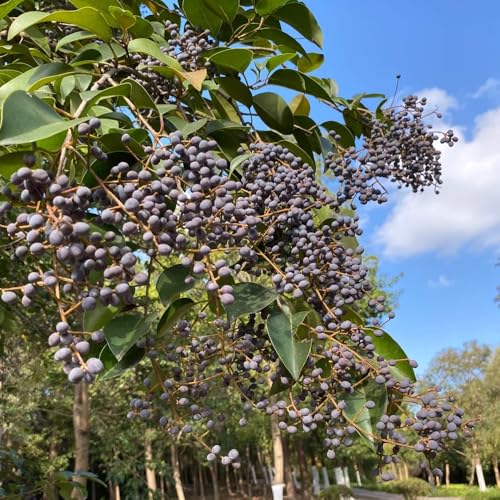 Semi di siepe di ligustro, vecchie varietà Ligustro lucidum - decorazione da giardino per esterni siepi da esterno resistenti esotiche 350pcs