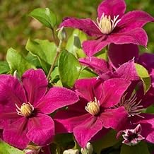 Clematis Magenta Silk Seeds (Climber Seeds)