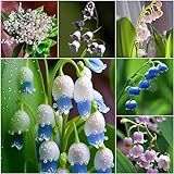 15 piezas bulbos de plantas de lirio de los valles - regalos de lujo decoración floral, bulbos de flores resistentes perennes regalos prácticos flores de