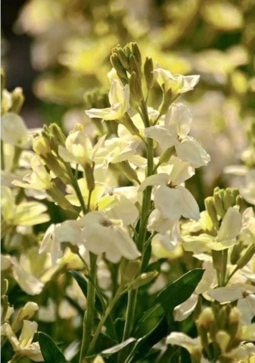 Wallflowers - Bareroot - Self Colours - Varieties (20, Ivory White)