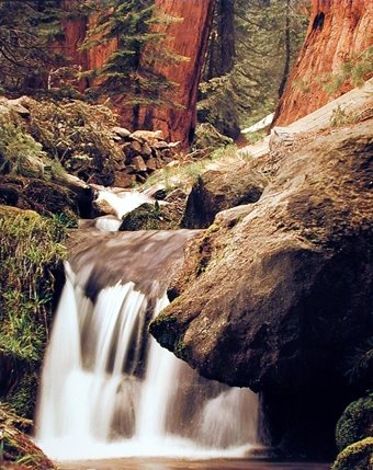 Impact Posters GalleryRedwood Waterfall Forest Stream Scenery Wall Decor Art Print (16x20)