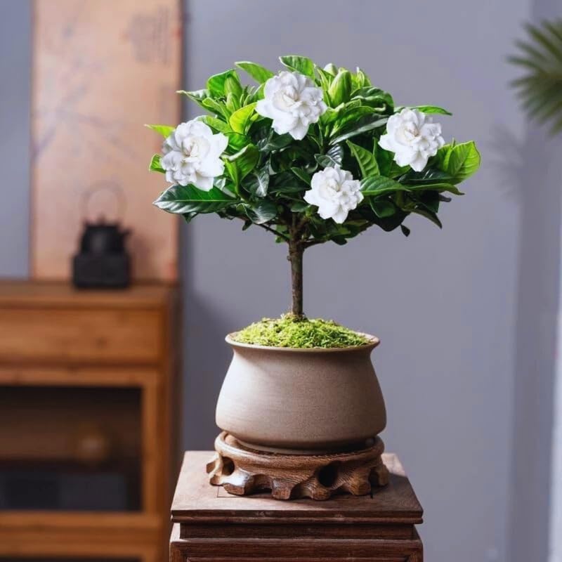 Amazon.com : Cape Jasmine Plants Indoor Live, 4 to 6 Inc Tall, 2