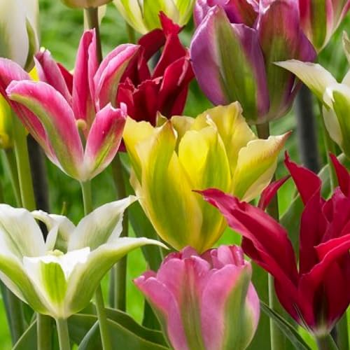 Tulipes Viridiflora Mix - 25 Bulbes de Fleurs à Planter Exterieur - Plantes Vivaces Exterieur - Rustique - Naturelle Plantes de Hollande (pas de graines, non artificielle)