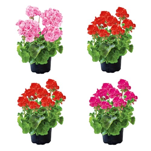 4 Unidades de Geranio Naturales Plantas de Exterior de Aspecto Primaveral