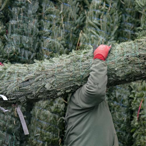 The life of a Christmas tree seller