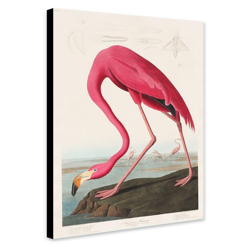 Pink Flamingo (1838) Vintage by John James Audubon - Wrapped Framed Canvas Wall Art (A0 [46 x 32 inch / 117 x 81 cm])