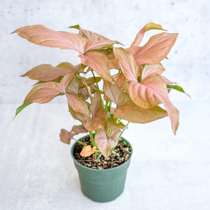 Home tree plant indoor oxygen Good Luck Air Purifying Pink Syngonium Plant Indoor Plant | Pack of 1 With pot-image-3