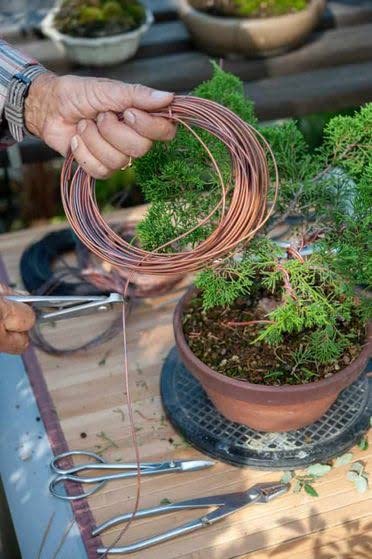 Image of GLOPRO 1.5mm 10Mtr Anodized Aluminium Wire | Training Wire for Branch Shaping & Tree Styling | Flexible, Rust-Resistant, Easy to Bend, Reusable Gardening Wire | Crafts & Model making