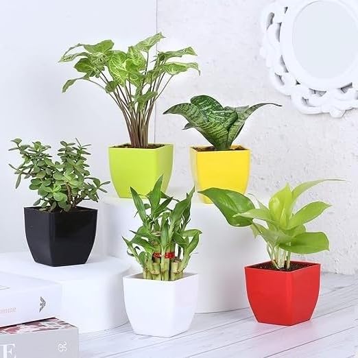 Guruji Plantation Combo of 5 Indoor Plants For Living Room Balcony Home And Office Decoration Set of 5 Decor Plant Combo Live Plant with Beautiful Color Pots (Pack Of 5 Indoor Plants) (B0D6KYB3WR) Amazon Price History, Amazon Price Tracker