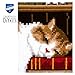 Vervaco Cross Stitch Embroidery Kits Pillow Front for Self-Embroidery with Embroidery Pattern on 100% Cotton and Embroidery Thread, 15,75 x 15,75 Inches - 40 x 40 cm, Cat on Bookshelf