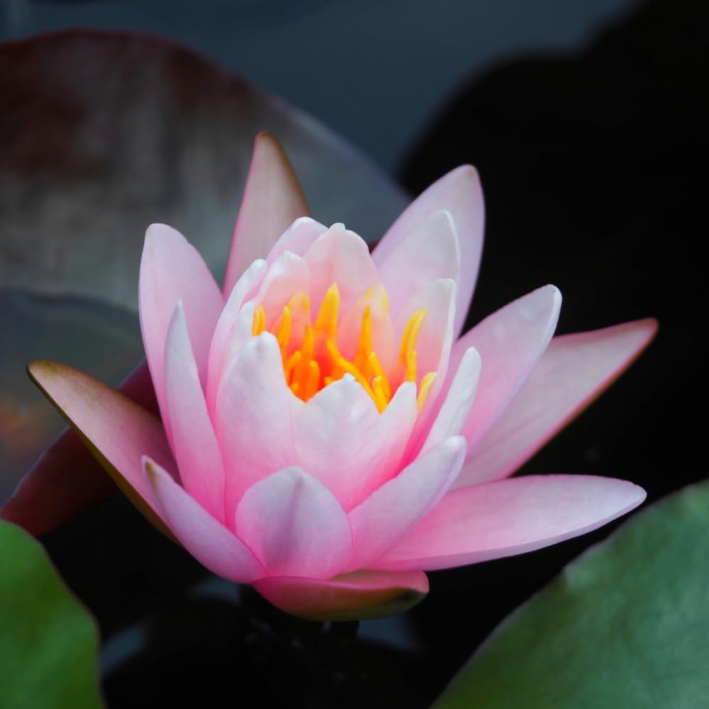 3 x Water Lily Pink โ Nymphaea | Aquatic Pond Plant with Compact Growth & Vibrant Pink Flowers | Ideal for Small Garden Ponds & Wildlife Friendly | Perennial Plant 9cm Pot by Thompson and Morgan (3)