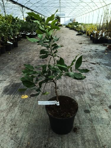 Citrus limon 'Cappuccio' greffé sur volkameriana/Citronnier compact à citron prime sans pépins/Conteneur de 5 à 6 litres/Tigette