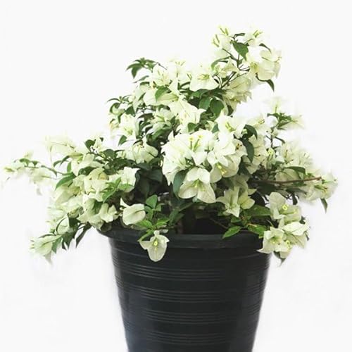 White Bougainvillea Plants - Live Bougainvillea Miss Alice