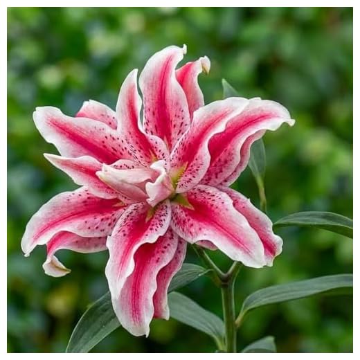 5x Bulbi Giglio Magic Star, molto esclusivo, bulbi di fiori perenni e resistenti al freddo dall'Olanda per giardino e vaso, dimensioni del bulbo Ø 12-16cm.