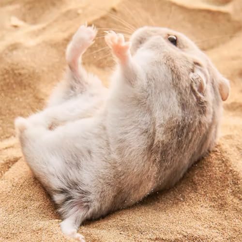 LISSION Hamster Bath Sand, 2.2lb 1000g Litter Potty Sand, Dust Free, Desert Bath Sand for Hamster, Chinchillas, Guinea Pigs, Gerbil, Syrian, Small Animals, Beige - 1