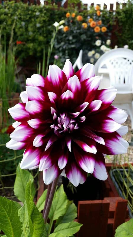 See full amazon price history chart for Oakwood Farms� Colorful Dahlia Mixture Flower Bulbs Fresh Eye-catching Home Decorative Flower Plants Seeds for Planting PACK OF 3 Oakwood Farms� Colorful Dahlia Mixture Flower Bulbs Fresh Eye-catching Home Decorative Flower Plants Seeds for Planting PACK OF 3 (B0BMW72CKY) Amazon Price History, Amazon Price Tracker