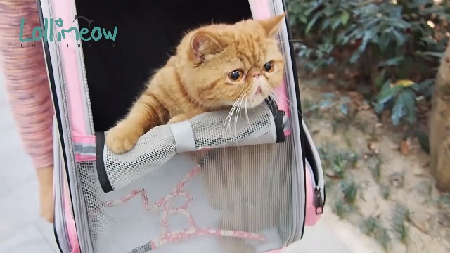 LOLLIMEOW Pet Carrier Backpack for Dogs and Cats,Puppies,Fully Ventilated Mesh,Airline Approved,Designed for Travel… - Image 7
