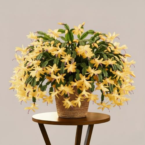 Christmas Cactus Plants Live Thanksgiving Cactus Easter Cactus Like 4-8 Inc Tall Cold Hardy Holiday Cactus for Indoor Outdoor Planting Starter Size (Yellow)