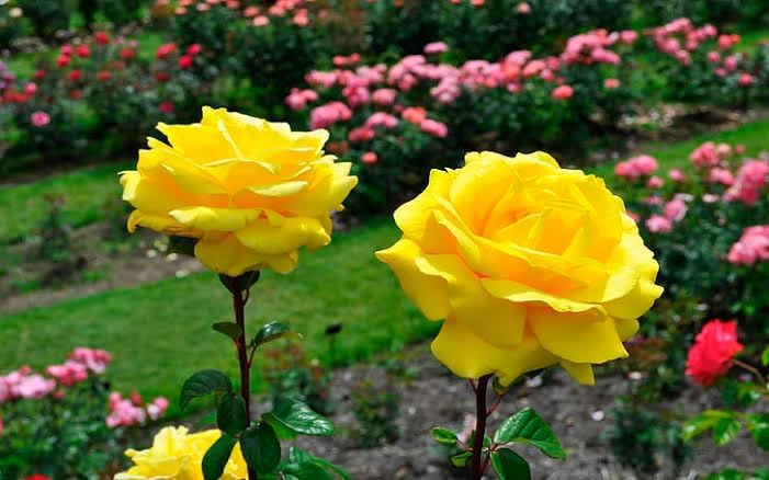 Image of Bigreen Yellow Rose a€ inch Live Flowering Plant with Pot for Home & Garden Natural Plant Yellow Colour Rose Flower Tree Plant Hybrid Grafted