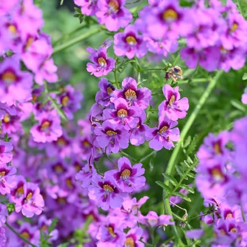 semillas de orquídeas de agricultor - jardín rocas, resistentes perennes que cubren el suelo. interior exóticas, 300pcs