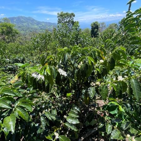 Antsti Fuel Peru San Ignacio Café en Grano Tostado Medio 453 g miniatura 5
